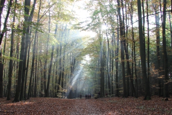 Hainsimsen-Rotbuchenwald bei Berlin